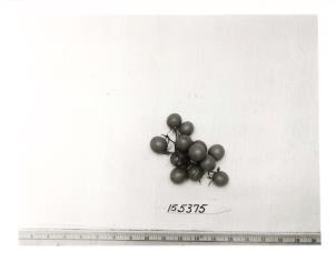 Click for 1 image(s) for this accession. FRUIT
